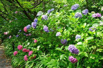 梅宮大社神苑の紫陽花