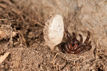 Trapdoor spider (Cteniza moggridgei) inside its burrow, Liguria, Italy.