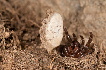 Trapdoor spider (Cteniza moggridgei) inside its burrow, Liguria, Italy.