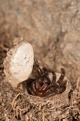 Trapdoor spider (Cteniza moggridgei) inside its burrow, Liguria, Italy.