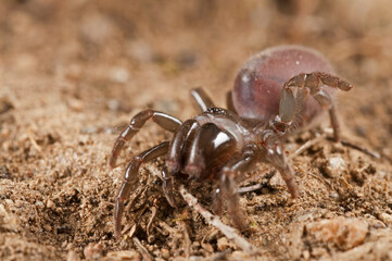 Purse web spider (Atypus affinis) female, Liguria, Italy.