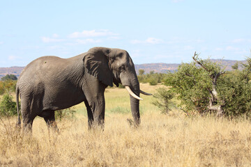 Afrikanischer Elefant / African elephant / Loxodonta africana