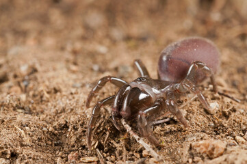 Purse web spider (Atypus affinis) female, Liguria, Italy.