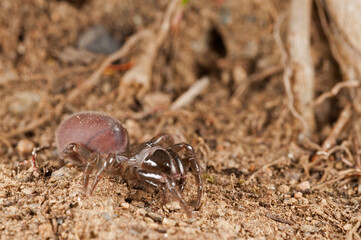 Purse web spider (Atypus affinis) female, Liguria, Italy.