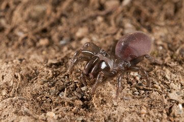 Purse web spider (Atypus affinis) female, Liguria, Italy.