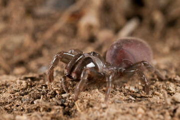 Purse web spider (Atypus affinis) female, Liguria, Italy.