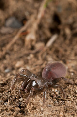 Purse web spider (Atypus affinis), Italy.

