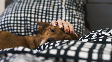 A dog half asleep in a bed, while a woman's hand caresses his head.
