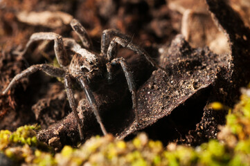 Wolf spider (Alopecosa striatipes), Italy.