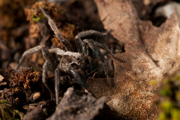 Wolf spider (Alopecosa striatipes), Italy.