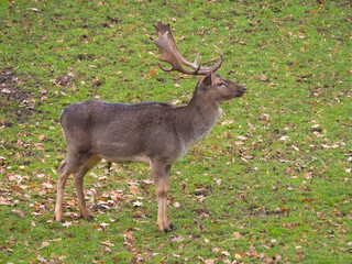 Naklejka na ściany i meble Fallow deers (Dama dama) on the forest grounds of the old Rapperswil castle, deer park, Lindenhof, Rapperswil-Jona, St. Gallen, Switzerland