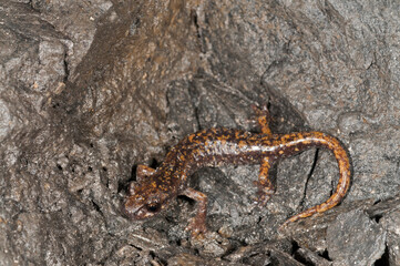 North-West italian cave salamander (Hydromantes strinatii) in a cave, Liguria, Italy.
