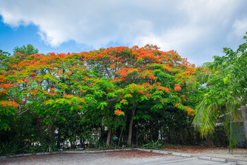 view of a Poinciana Tree in full bloom by a parking of George Town in Grand Cayman
