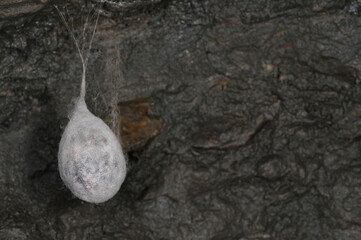 Cocoon of European cave spider (Meta menardi) with juveniles in cave in the apennines, Italy.