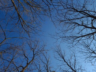 tree branches against sky