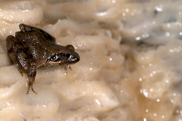 Italian stream frog (Rana italica) in a cave in the Ligurian Appennines, Italy.