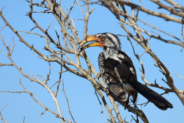 Südlicher Gelbschnabeltoko / Southern yellow-billed hornbill / Tockus leucomelas