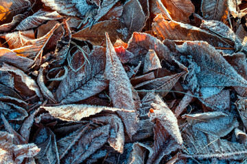 leaves on ice