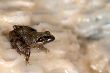 Italian stream frog (Rana italica) in a cave in the Ligurian Appennines, Italy.