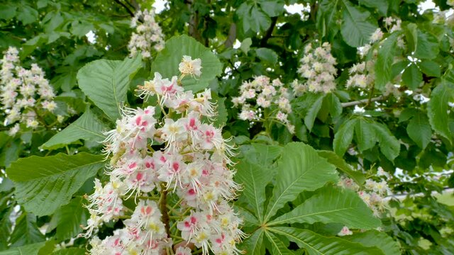 The waving flower of the horse chestnut flower or also known as the Aesculus hippocastanum in Estonia