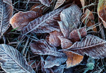 frost on a leaf