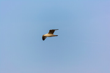 Flying seagull on the blue sky