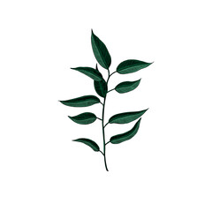 Vector illustration in eucalyptus sketch style. Branch with leaves Winter medicinal herb. Engraved art. Suitable for cosmetics, medicine, treatment, healthcare, packaging design, aromatherapy.
