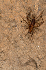 Petaloptila andreinii in a cave, Italy.