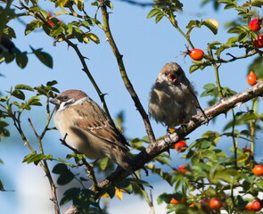 Eurasian tree sparrow (Passer montanus), sparrow sitting on a branch