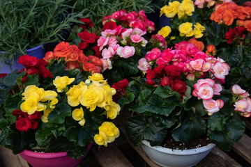 Variety of colorful Begonia flowering plants from the family Begoniaceae potted at the garden shop in autumn time.