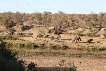 Fototapeta na wymiar Afrikanischer Elefant am Mphongolo River/ African elephant at Mphongolo River / Loxodonta africana.