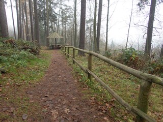 autumn in the park in the nature