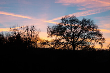 Tree silhouettes with sunset and airplane with contrails. High quality photo