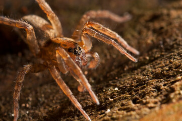 Wolf spider (Trochosa sp.) portrait, Italy.