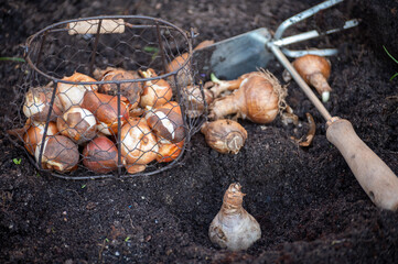 Autumn garden works, planting in ground spring flowers bulbs