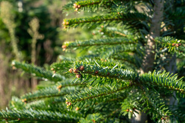 Plantation of evergreen nordmann firs, christmas tree growing ourdoor