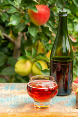 Glass of rose apple cider from Normandy, France and green apple tree with ripe red fruits on background