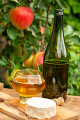 Taste of Normandy, France, glass of apple cider and camembert cheese and green apple tree with ripe red fruits on background