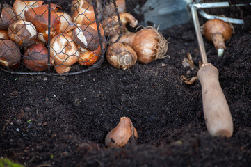 Autumn garden works, planting in ground spring flowers bulbs