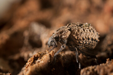 Brachycerus sp. (Curculionidae family)