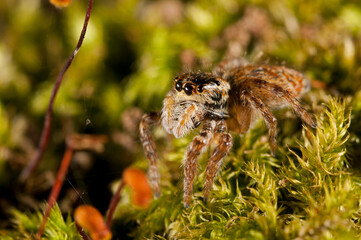 A jumping spider (Carrhotus xanthogramma).