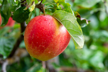 Big ripe red apple hanging on green apple tree