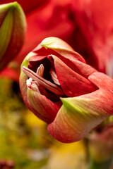 Fototapeta premium Red amaryllis winter flowers close up