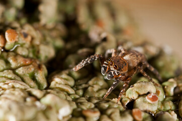 A jumping spider (Cyrba algerina) male, Italy.