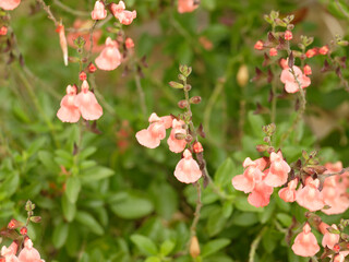 Sauge de Graham 'ribambelle', salvia microphylla ou grahamii, à petites feuilles vertes, ovales,...