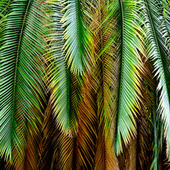 Folhagem de palmeira