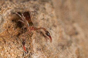 Pseudoscorpion of Neobisiidae family, Italy.
