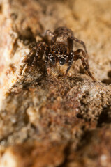 A jumping spider (Cyrba algerina) male, Italy.