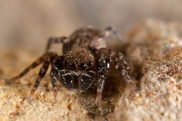 A jumping spider (Cyrba algerina) male, Italy.