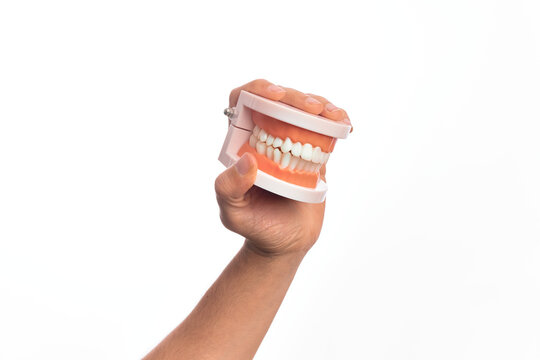 Hand of caucasian young man holding plastic denture teeth over isolated white background